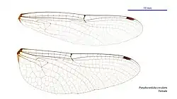 Female wings