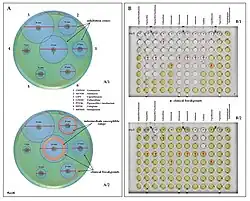 Two examples of antibiotic susceptibility testing of bacteria.