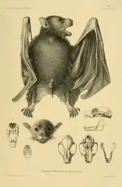 Drawing of bat