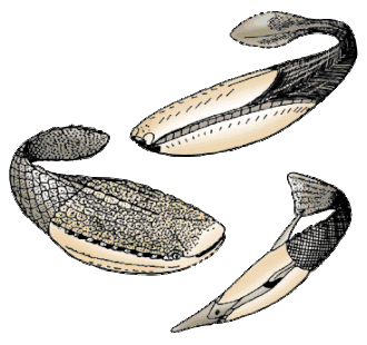 The extinct Pteraspidomorphi, ancestral to jawed vertebrates