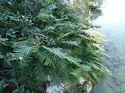 Pteris vittata from Antalya city in Turkey