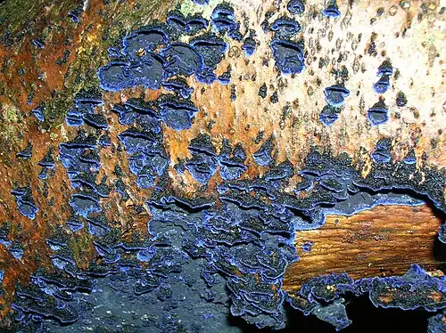 Specimen in Scotland