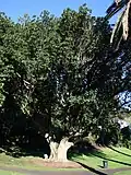 Mature tree in Auckland