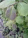 Purple-flushing wych leaves, Edinburgh