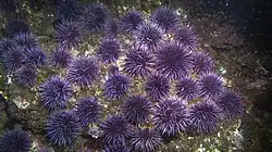 Spiky purple urchins gathered together on a rock underwater