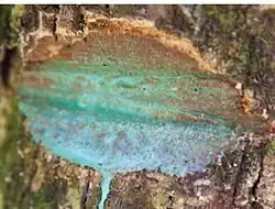 Blue sap seeping out from a cut in the wood