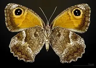 Female underside
