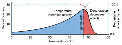 A graph showing that reaction rate increases exponentially with temperature until denaturation causes it to decrease again.