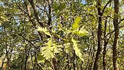 Quercus pyrenaica in Castelo Branco, Portugal