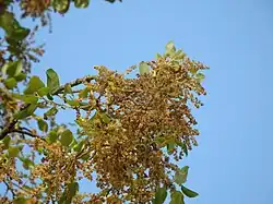Quercus suber in Faro, Portugal