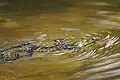 Swimming frog