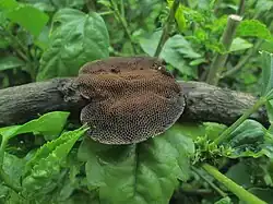 Polyporus alveolaris on a tree bark