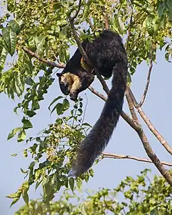 Black squirrel
