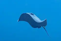 Pelagic stringray off the spanish coast in the Mediterranean Sea