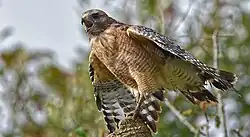 Red-shouldered hawk (Buteo lineatus), locality unknown (August 2019)