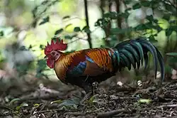 A colorful male junglefowl on a forest floor
