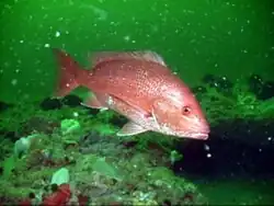 Red snapper in Gray's Reef National Marine Sanctuary