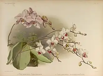 Illustration of Phalaenopsis × intermedia in Henry Sander's Reichenbachia II (1894)
