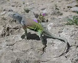 Greater earless lizard