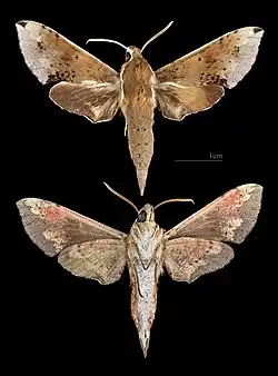 Rhagastis mongoliana