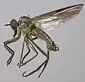 Rhamphomyia crassirostris specimen North Wales