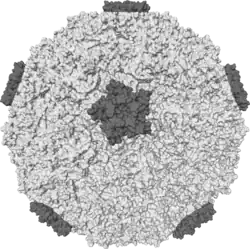Isosurface of a human rhinovirus showing protein spikes