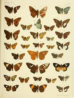 I. protoclea and I. bononia in Rhopalocera Malayana