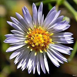 Flower head showing ray and disk florets