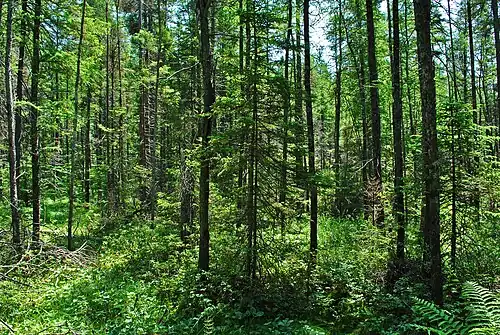 Conifer swamp at Rice Creek
