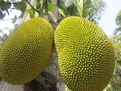 Jackfruit from Palayad
