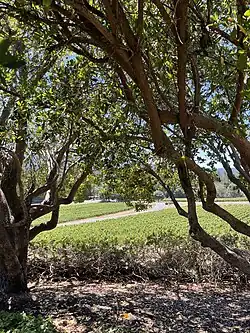 Vineyards in Philo at Roederer Estate in 2022.