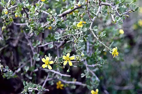 Roepera lichtensteiniana in the Karoo National Park