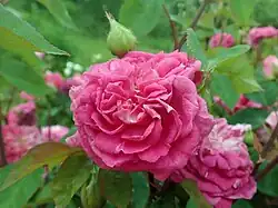 'Leveson Gower', 1846