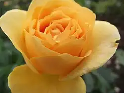 Inez Parker Rose Garden, San Diego, USA