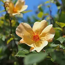 'Mrs. Oakley-Fisher', 1921