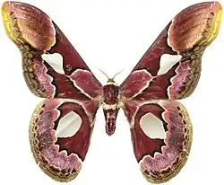 Rothschildia erycina