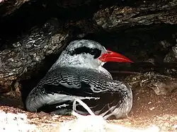 A high contrast image of the nominate, taken from behind the bird while it is on the ground, can be seen.