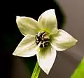Typical Capsicum annuum flower, Royal Embers