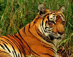 Royal Bengal tiger
