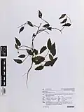 Herbarium specimen