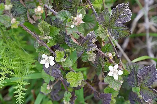 Prickly stems and older leaves