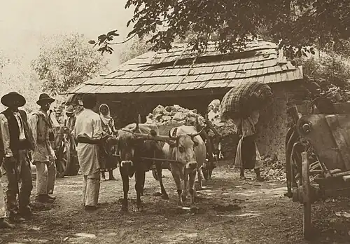 A bullock cart loaded with quicklime in Romania (cca. 1930)