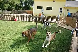 Several dogs running on grass surrounded by a fence.