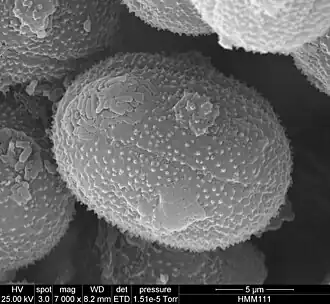 Pollen grain