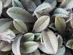 Leaves with straight, appressed leaf hairs