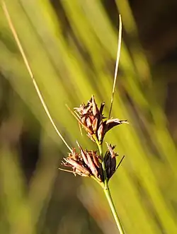Inflorescence (flowering head)