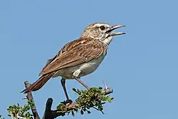 cf. C. s. waibeli, in Etosha National Park, Namibia (small-billed)
