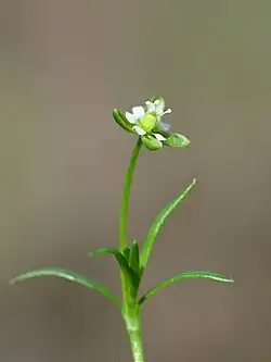 A minuscule flower rests on leaflike bracts surrounding the base of its bloom atop a relatively long, slender stem. Its leaves are equally thin and wispy.