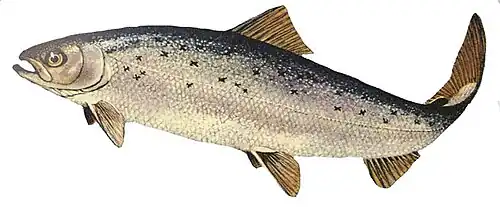 Wild-type Atlantic salmon (Salmo salar).