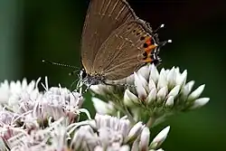 Satyrium mera